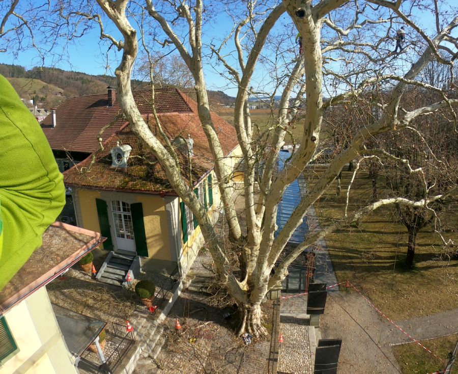 Dendrologické průzkumy a posudky 